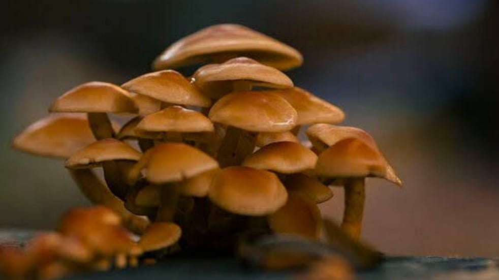 Brown mushrooms